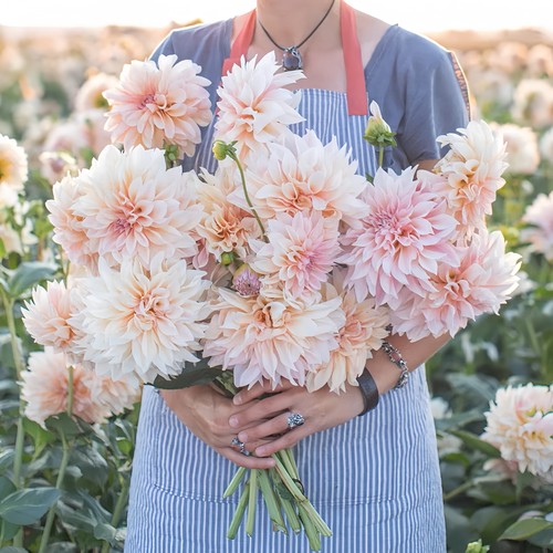 大丽花种球四季花卉盆栽室内外地栽大丽菊地瓜花重瓣球根花卉植物