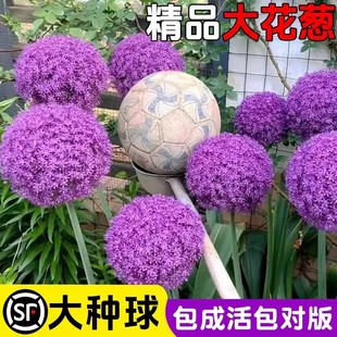 进口大花葱种球荷兰耐寒花卉盆栽庭院地栽植物大葱花球根四季易活