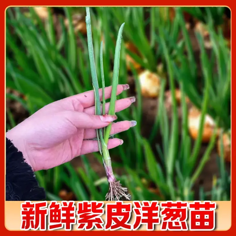 【下单立减50】优质水果洋葱种子苗栽苗高桩洋葱苗蒜苗种植圆葱WZ