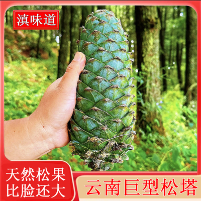 云南超大新鲜松塔巨型松果带松子