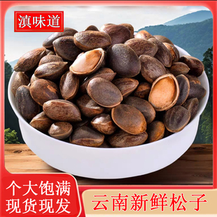 （不送夹子）云南新鲜生松子原味手剥散装颗粒非巴西松子孕妇零食