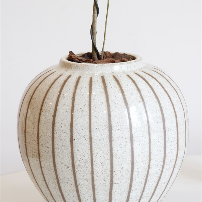 土生土长 黄花魁室内外造型艺术盆景观赏绿植网红盆栽