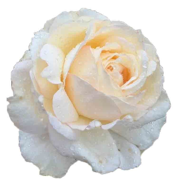 奶油伊芙月季花大苗盆栽直立性好四季大花强香抗病包子型玫瑰花苗,鲜花速递/花卉仿真/绿植园艺,月季/蔷薇/玫瑰,淘宝优惠券,粉丝福利购,淘宝优惠卷