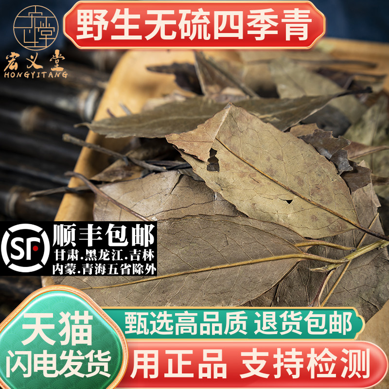 四季青材500克无硫红冬青叶冻青冬青叶新货四季青叶