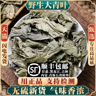 材无硫野生大青叶新货板蓝根叶子大青叶粉新鲜干货500g克