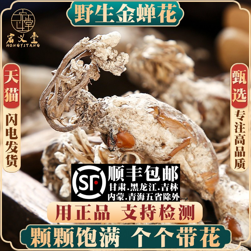野生金蝉花材金婵花金蟾花虫草孢子粉知了花金蚕花新货