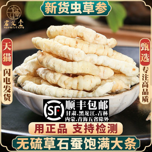 云南虫草参 草石蚕250g材地蚕土冬虫草 白虫草泽兰根地参