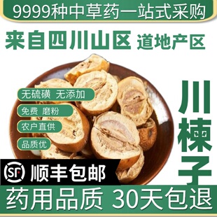 材特级野生川楝子50g新货苦楝子楝实金铃子天然川楝实