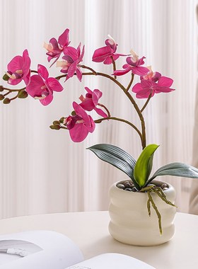 海贝海蝴蝶兰盆栽仿真假花摆设高级感花艺客厅餐桌茶几装饰花摆件