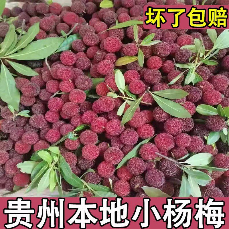 2026年杨梅新鲜现摘小杨梅贵州野生山杨梅酸梅孕妇水果泡酒鲜果