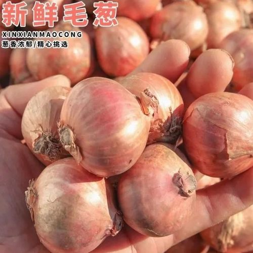 现挖现发农家毛葱新鲜毛葱圆葱珠葱炸葱油整箱批发小洋葱鬼子葱