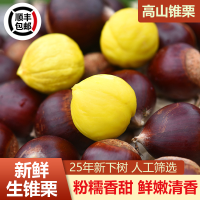 【顺丰包邮】建瓯特产板栗生新鲜高山锥栗油栗毛栗子圆栗农家现摘
