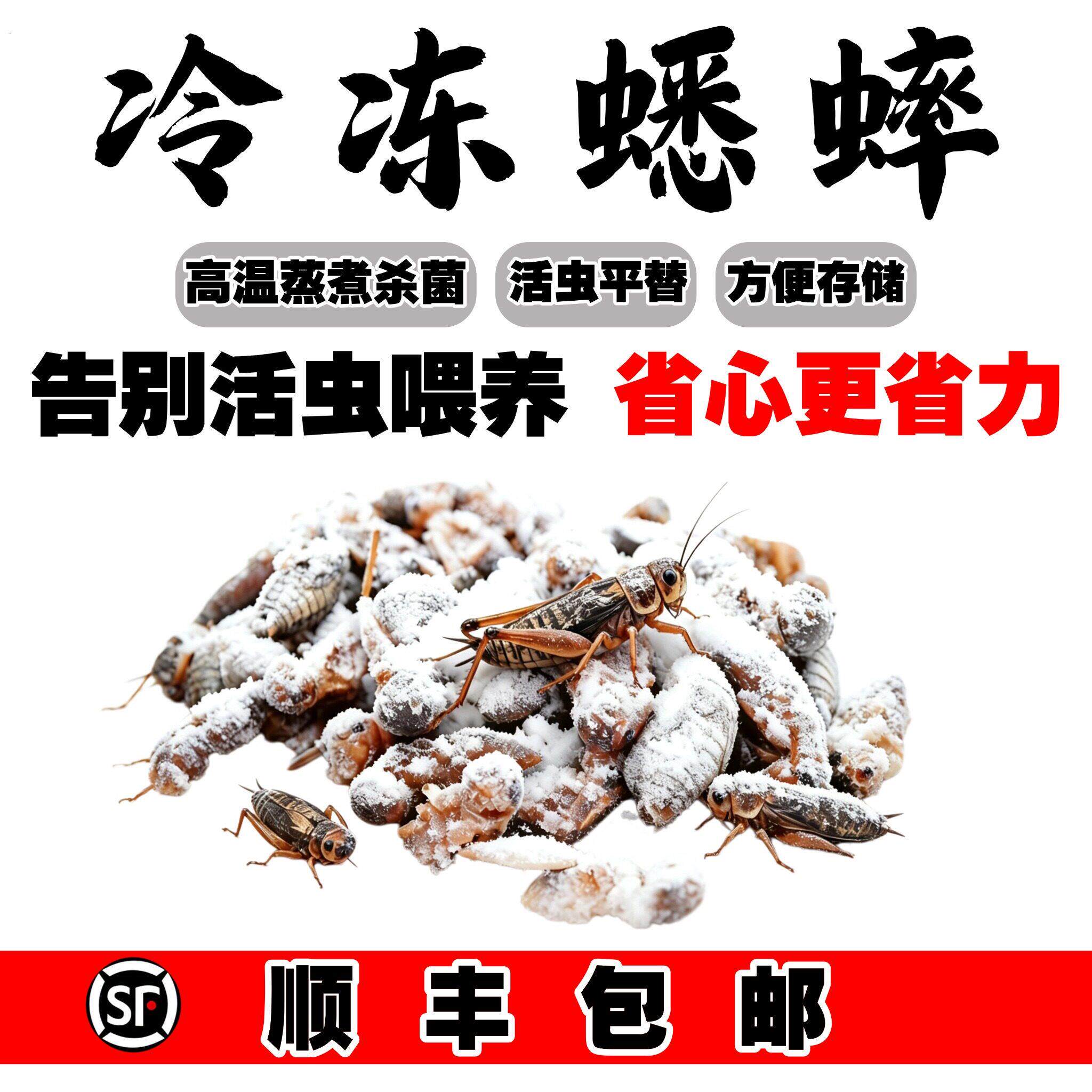 冻油葫芦冰冻白蟋蟀豹纹肥尾爬宠饲料非活体饲料方便省时解冻即用