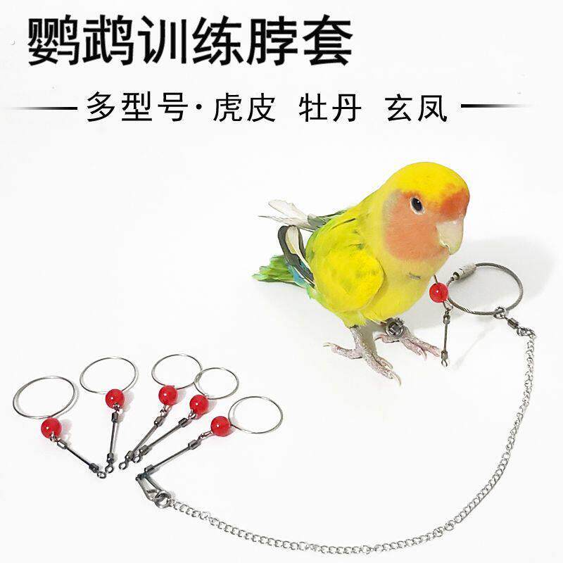 鹦鹉脖套脖圈玄风不锈钢链子牡丹大头虎皮训鸟绳小大阳栓鸟脖套