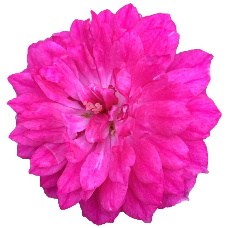 甜蜜马车月季花四季浓香灌木大花苗阳台盆栽庭院地栽切花玫瑰欧月