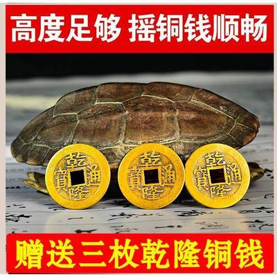 天然真乌龟壳龟隆壳05424631器龟壳工具具摆件乾八卦草铜钱文玩龟