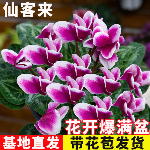 仙客来盆栽重瓣带花室内阳台花卉四季开好养年宵花大花苗观花植物