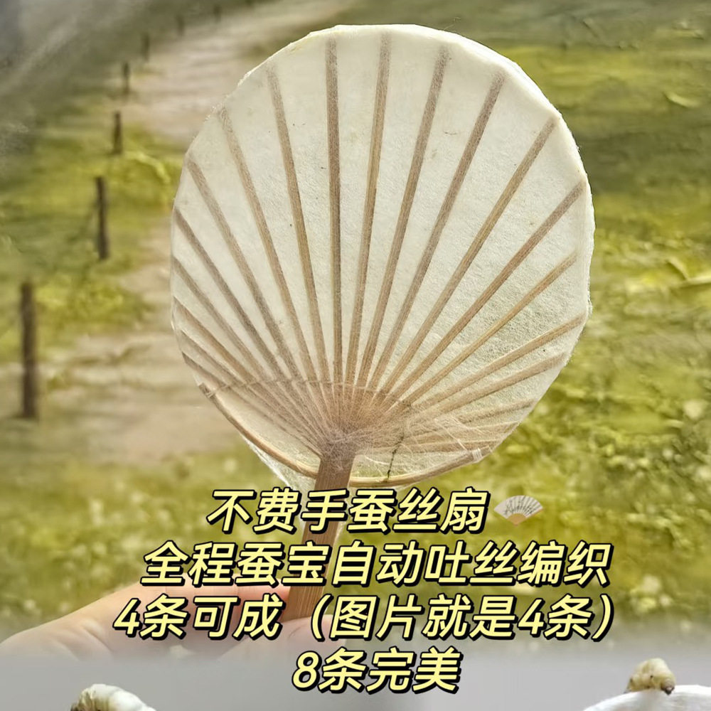 蚕丝扇骨diy制作蚕丝扇子骨蚕宝宝吐丝扇子竹制品半成品蚕吐丝架
