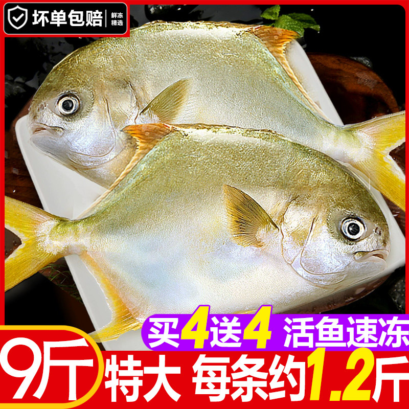 金鲳鱼特大新鲜冷冻活鱼海鲜水产平鱼冰鲜北海深海鱼超大昌鱼鲳鱼