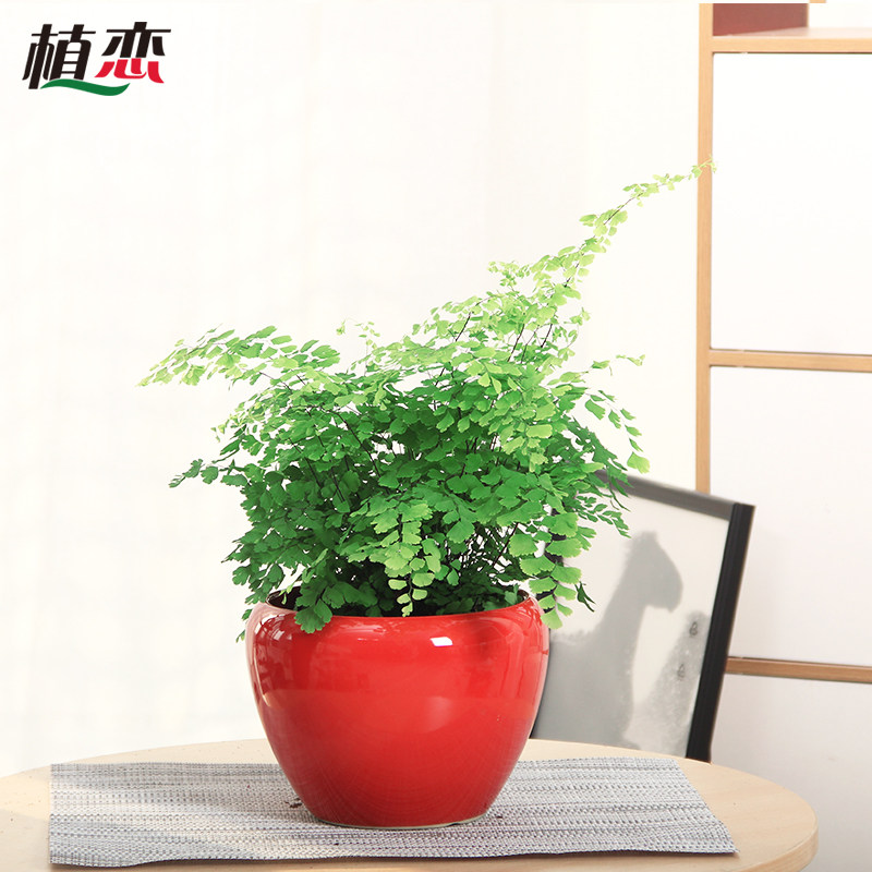 铁线蕨盆栽花卉绿植蕨类植物铁线草室内客厅喜阴净化空气美观杭州