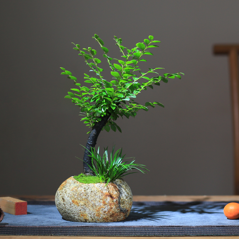 小叶紫檀盆栽天然原石头花盆客厅植物创意桌面室内黑骨檀迷你盆景