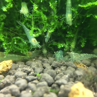 繁殖快的活虾g小观赏淡水虾苗除藻清洁虾冷水鱼缸里养的小虾喂龟