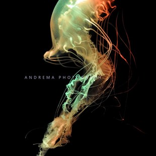 大西洋海刺水母耐高温水母18x-32度都活耐活水母好养水母宠物水母