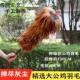 真鸡毛掸子家用除尘不掉毛汽车清洁扫灰尘可伸缩羽毛扫把除尘掸