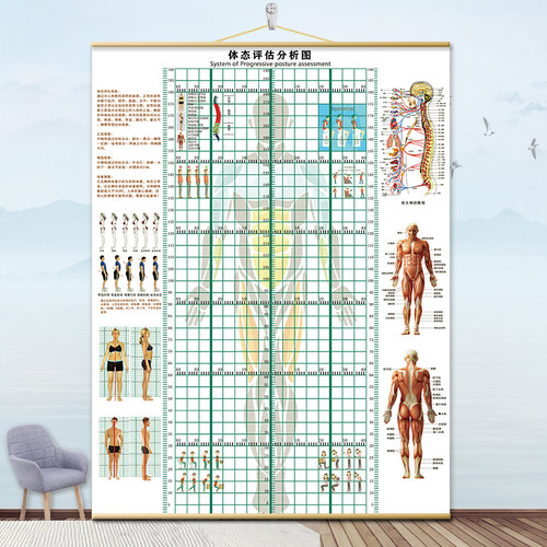 体态评估表挂式贴式体测健身房瑜伽馆私教身高臂展网格身体对比图