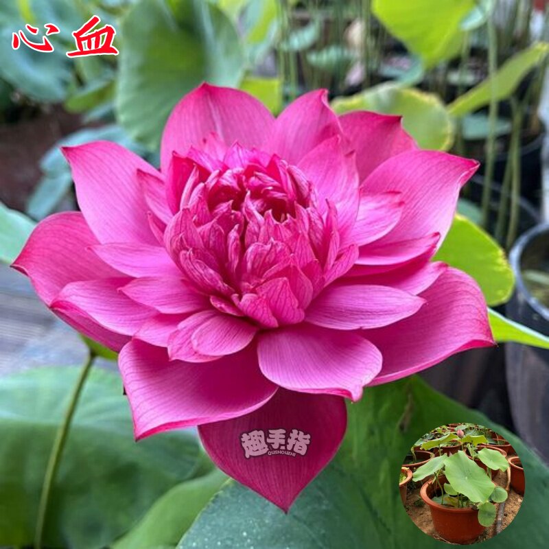 荷花水生花卉可开发票