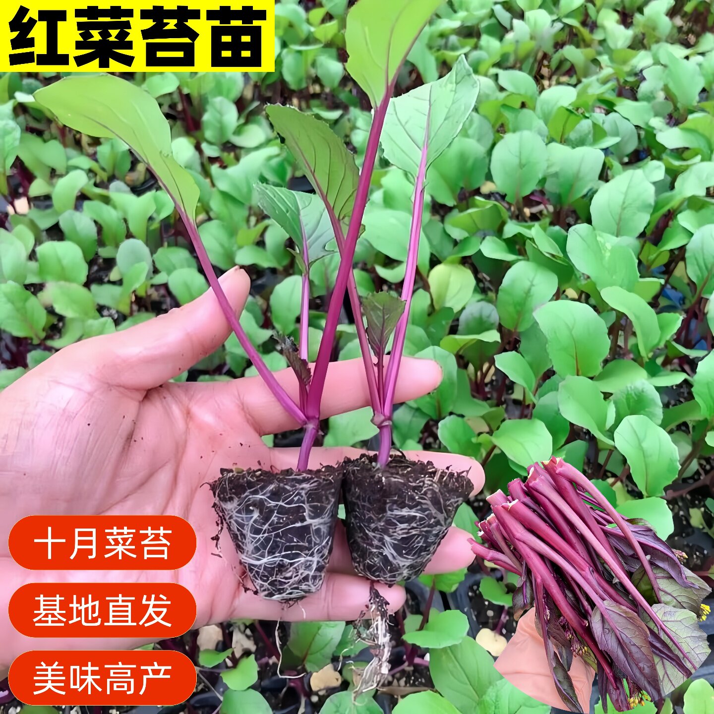 红菜苔幼苗武汉洪山耐寒高产蔬菜