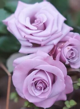 海洋之歌玫瑰花大苗盆栽切花月季四季大花淡紫色阳台庭院花卉绿植