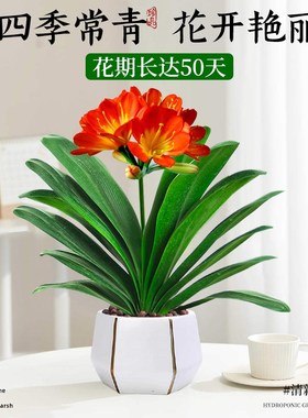 君子兰盆室内桌面红色君子兰花客厅花卉绿植四季易活好养植物盆景