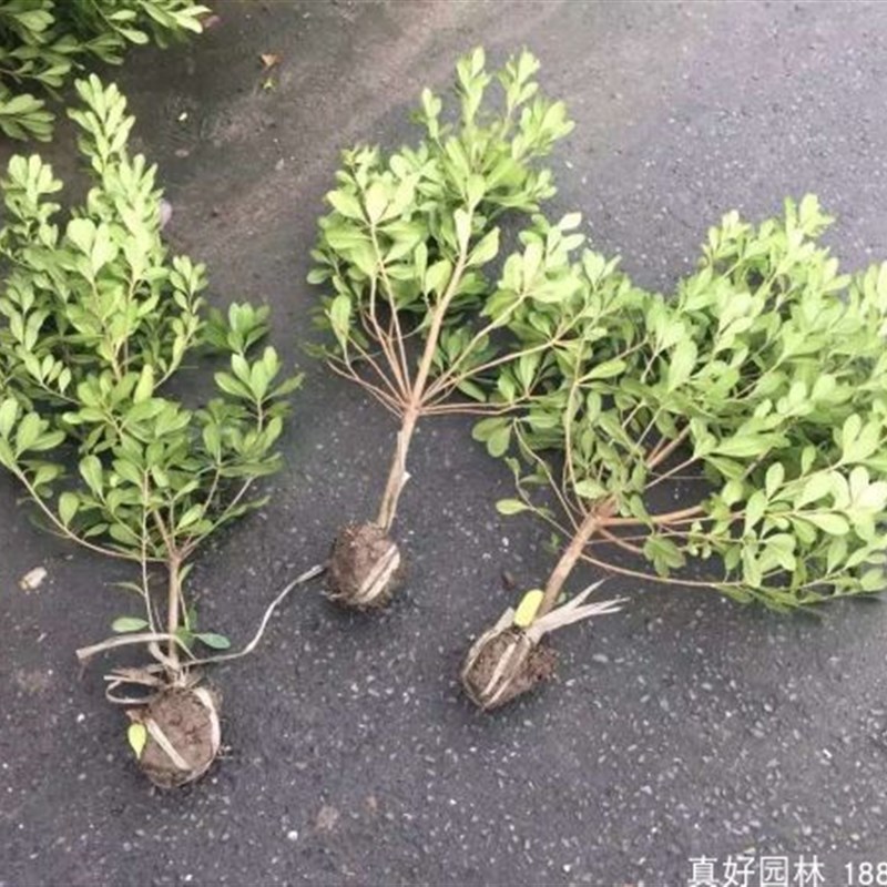 庭院绿化绿化苗木海桐树苗绿篱笆植物围墙占地苗四季常青绿化苗木