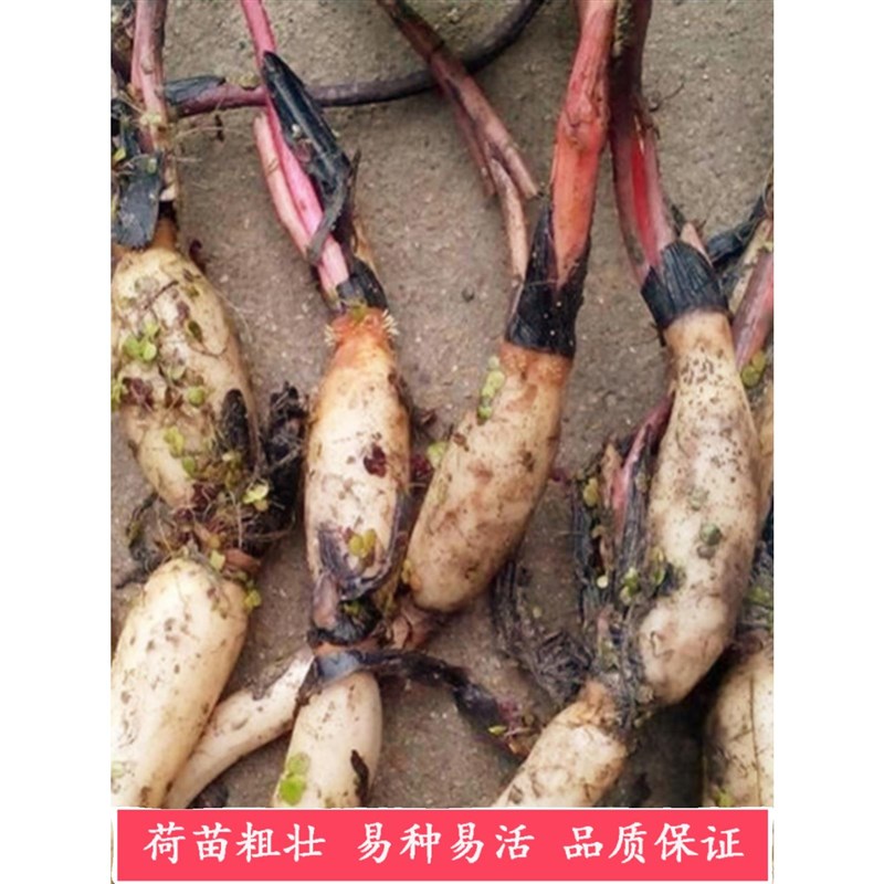 大型观赏荷花苗池塘盆栽莲花苗莲藕种根水养四季花卉碗莲根茎带芽