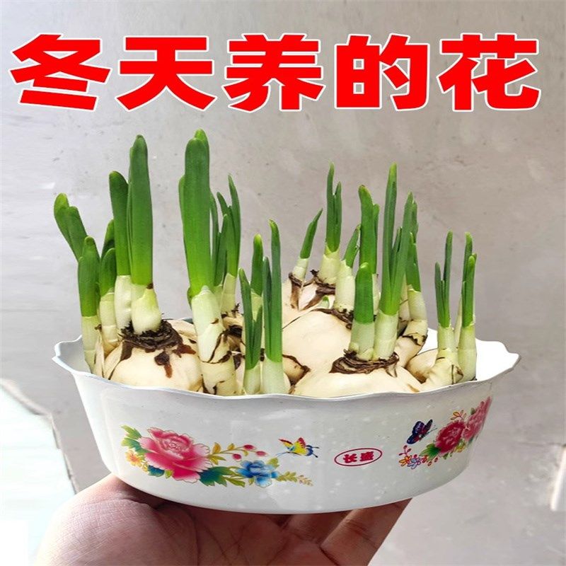 20个水仙花种球室内阳台桌面水培花卉洋水仙冬季水养的花盆栽植物,文具电教/文化用品/商务用品,票夹/长尾夹,淘宝优惠券,粉丝福利购,淘宝优惠卷