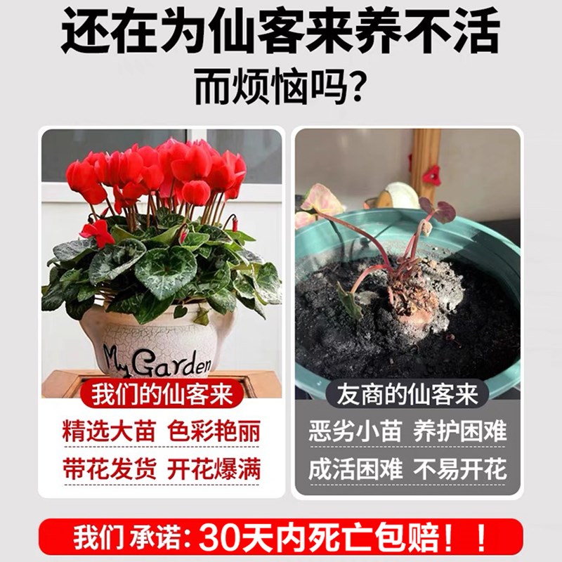 仙客来盆栽带花苞阳台耐寒好养易活花卉四季开花室内年宵真花盆景