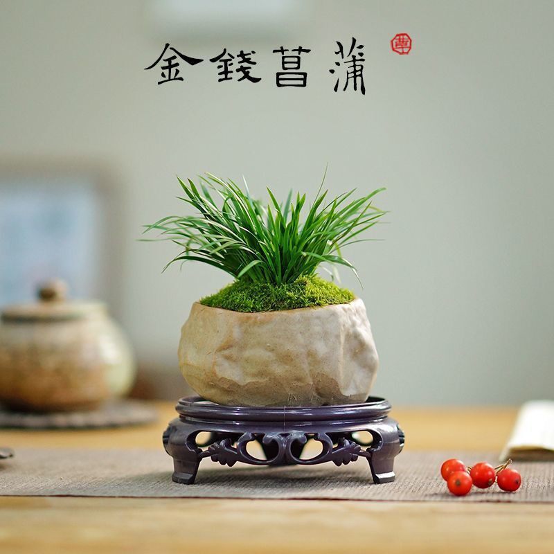 金钱菖蒲草金钱草随手香茶室茶台文房室内耐阴好养桌面绿植盆栽花