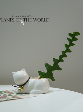 绿色捕手 鱼骨令箭植物盆栽 创意绿植 耐旱耐阴 锯齿昙花仙人掌科