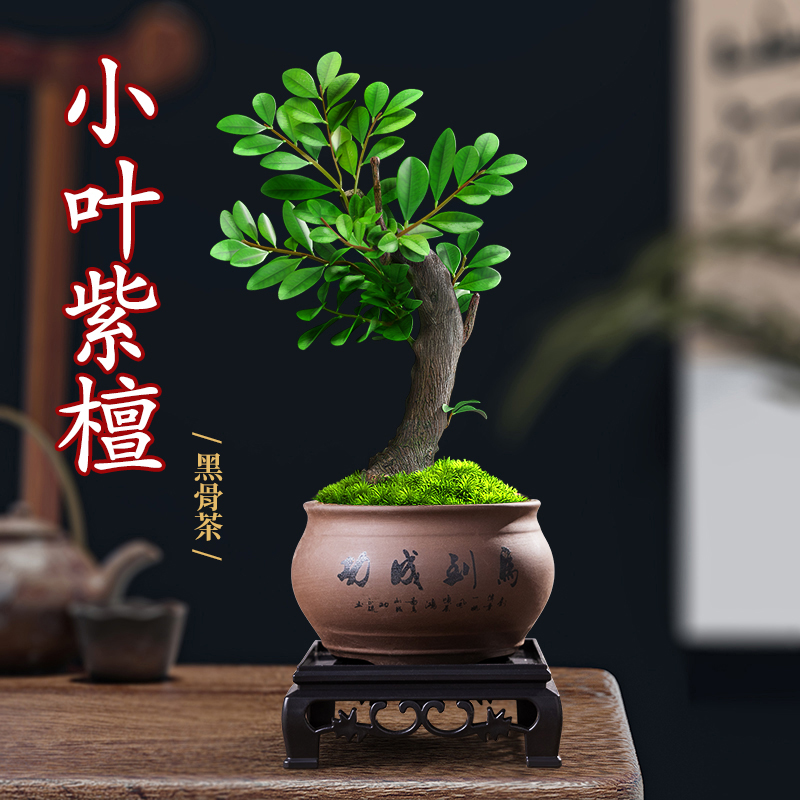 小叶紫檀盆景盆栽树植物室内花四季好养活客厅阳台办公室桌面绿植