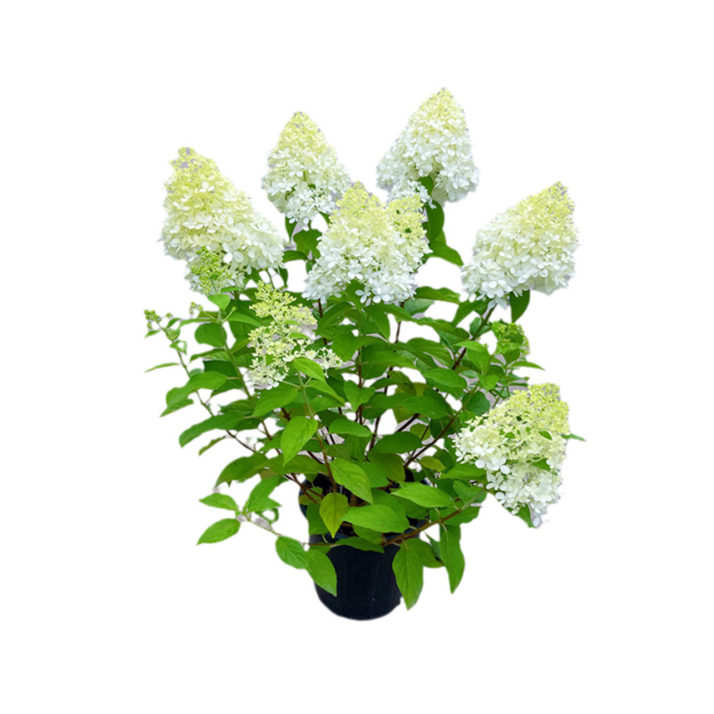 圆锥绣球木绣球花苗耐晒北极熊室内外耐寒香草草莓石灰灯花卉庭院