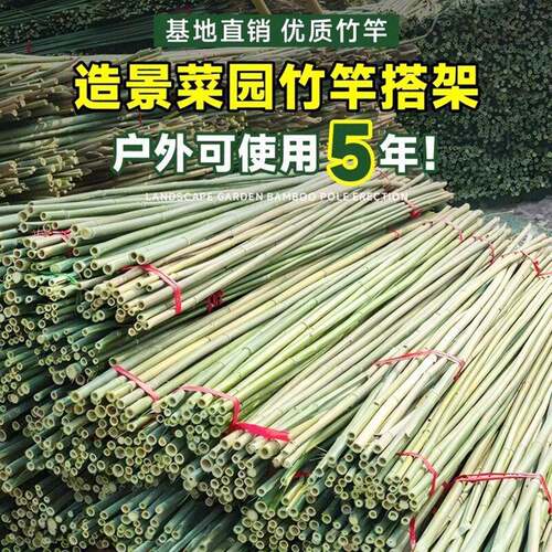 竹竿菜园搭架户外爬藤菜豆角黄瓜旗杆竹杆篱笆架子支架竹子