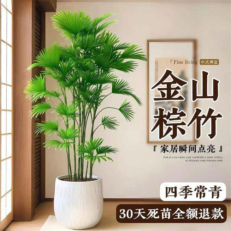 金山棕竹盆栽室内植物大型绿植客厅细叶竹子落地式吸甲醛四季好养