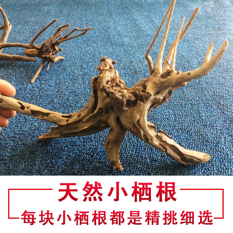树根树枝鱼缸造景摆件沉木树桩布景森林造景栖根杜鹃根草缸莫斯树