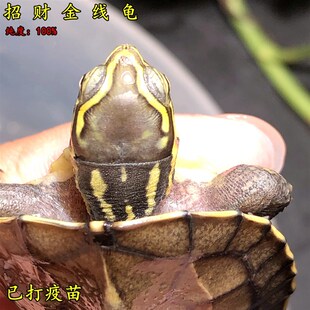 安南龟金线闭壳龟金钱龟小宠物安布龟苗招财乌龟深水龟七大闭壳龟