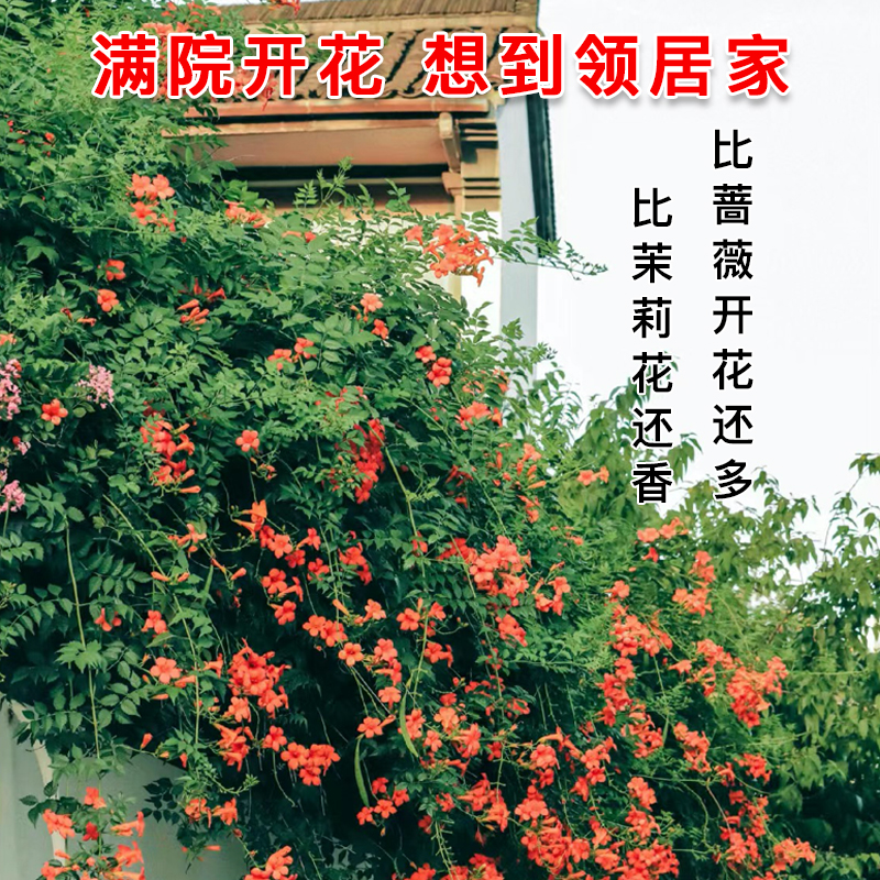 凌霄花爬藤大苗盆栽耐寒耐冻植物庭院花卉四季好养花苗名贵树苗
