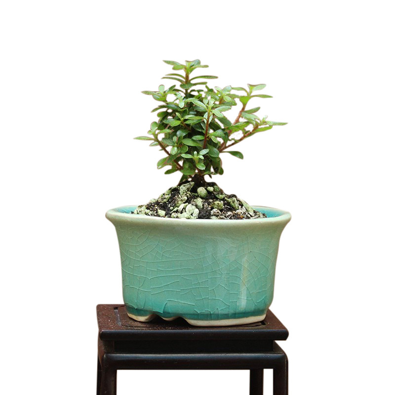 早乙女 小町杜娟花 姬杜鹃 小叶微型小盆景盆栽绿植造景素材苗,鲜花速递/花卉仿真/绿植园艺,造型盆景,淘宝优惠券,粉丝福利购,淘宝优惠卷