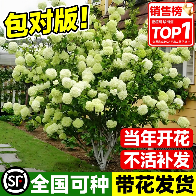 中华木绣球斗球树苗老桩白麻球苗庭院别墅耐寒盆栽风景树绣球花苗