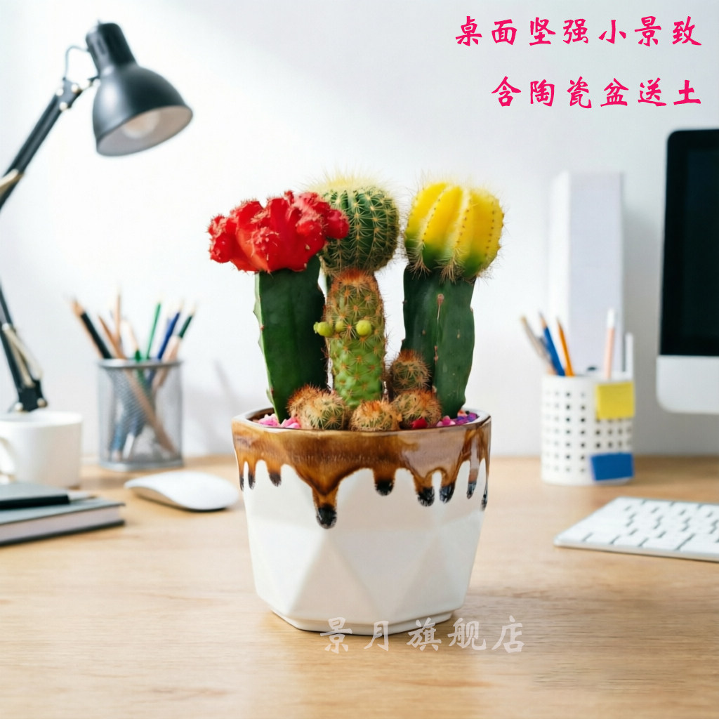 彩色仙人球三色球组合开花盆栽新款多肉办公室桌面茶几绿植
