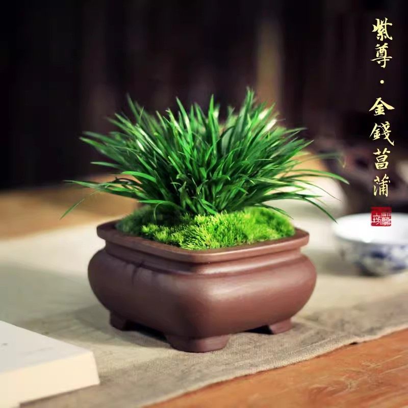 金钱菖蒲盆景小盆栽办公室茶桌摆件造型禅意迷室内微景观花卉绿植